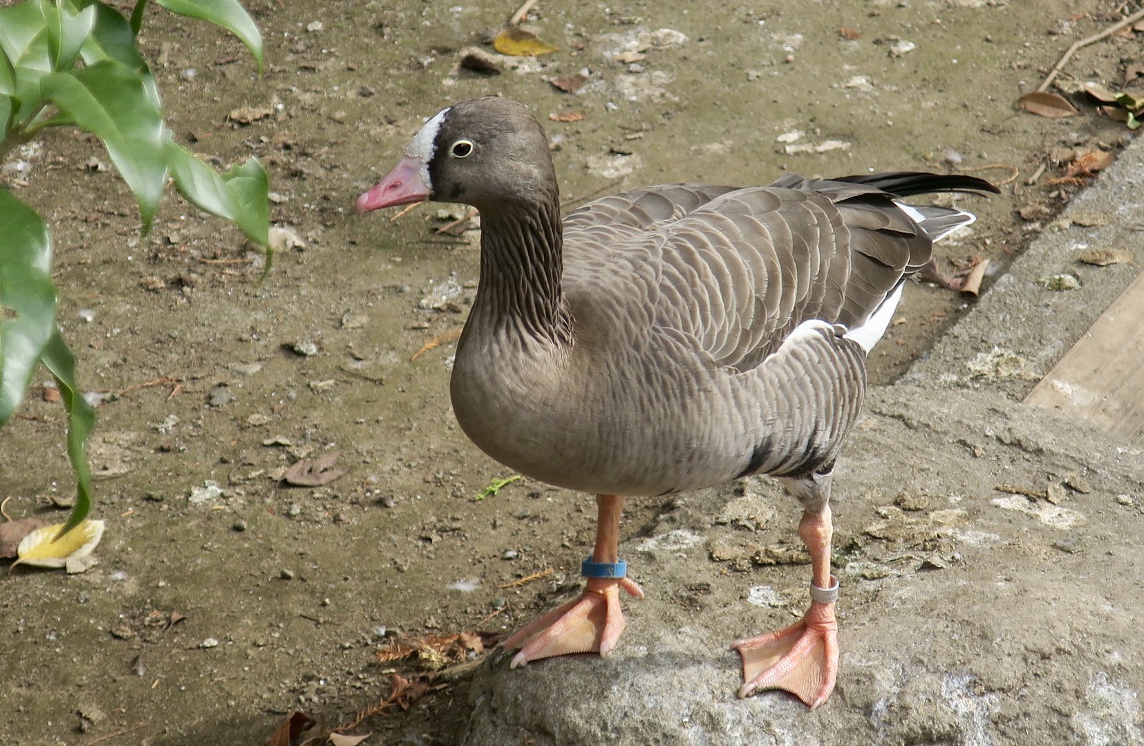 Lesser White-Fronted Goose (Anser erythropus)