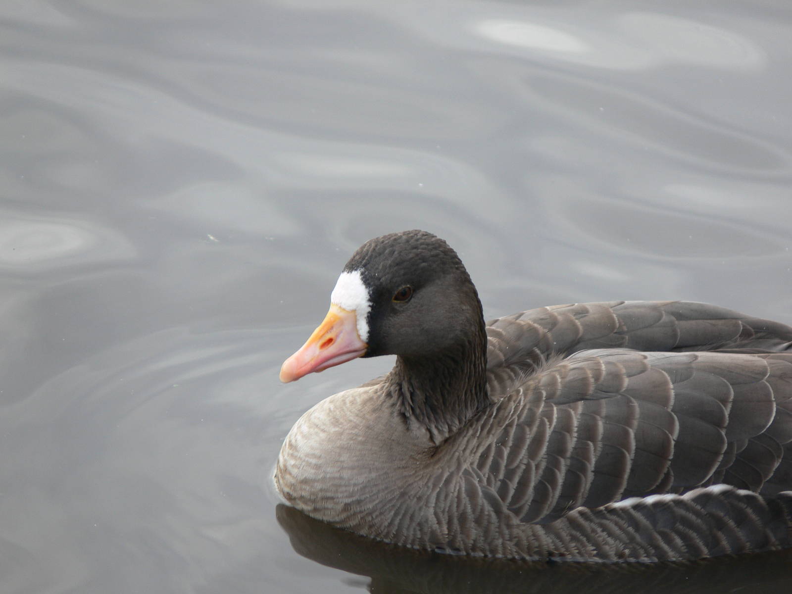 Lesser White-fronted Goose at Martin Mere WWT 08/12/12
