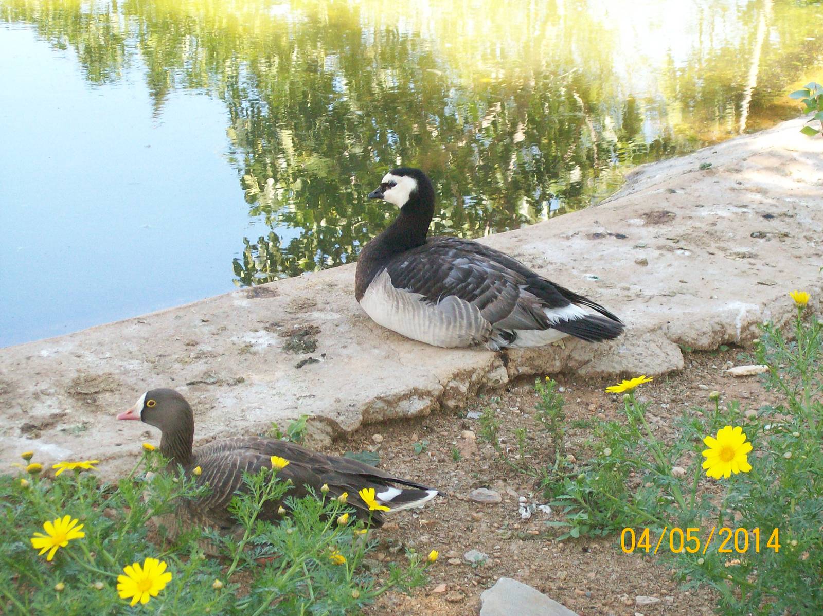 Lesser white-fronted goose (below) and Barnacle goose (above)