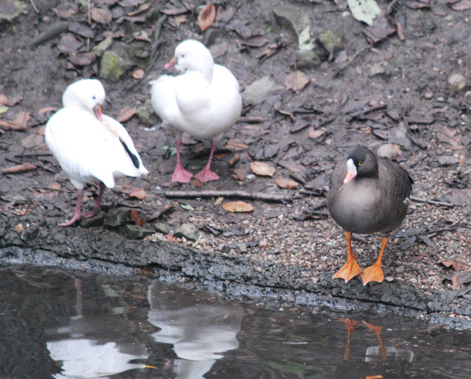 Lesser white fronted goose & Ross's Goose