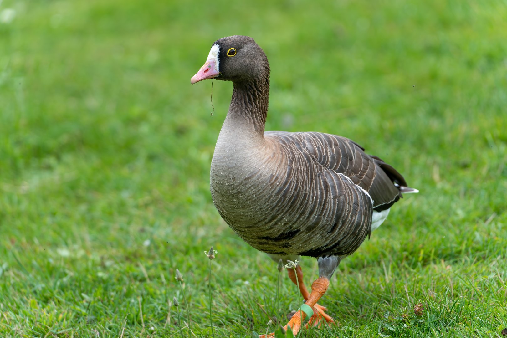 Lesser white fronted goose, WWT Arundel, UK