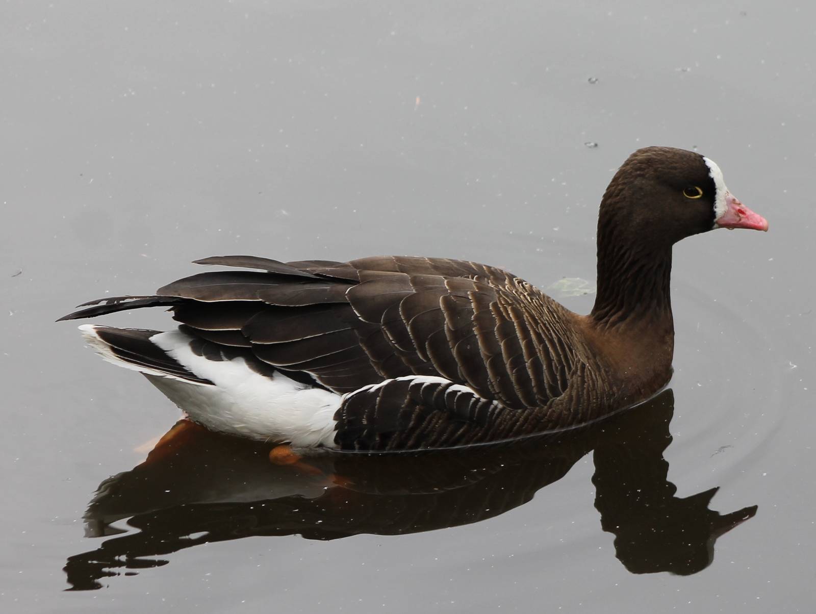 lesser white-fronted goose