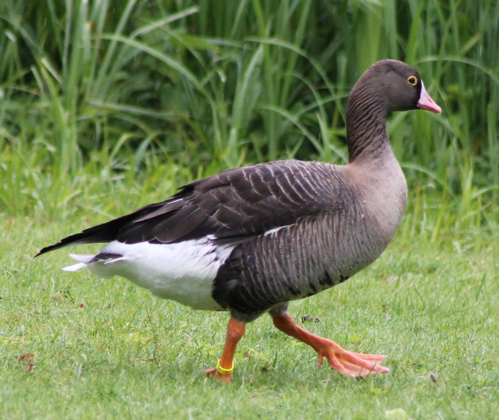 Lesser White-fronted goose