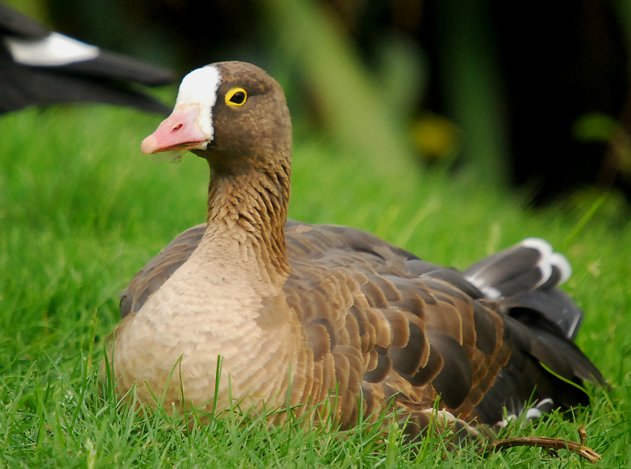 LESSER WHITE FRONTED GOOSE