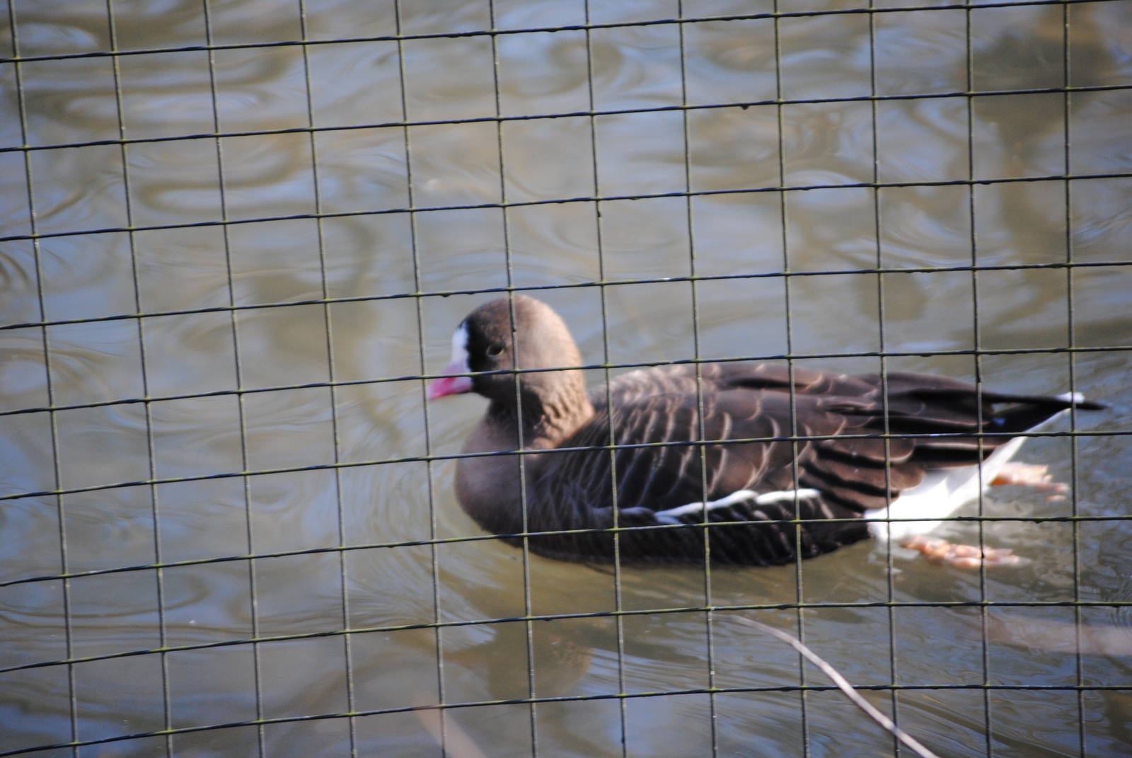 Lesser White-Fronted Goose