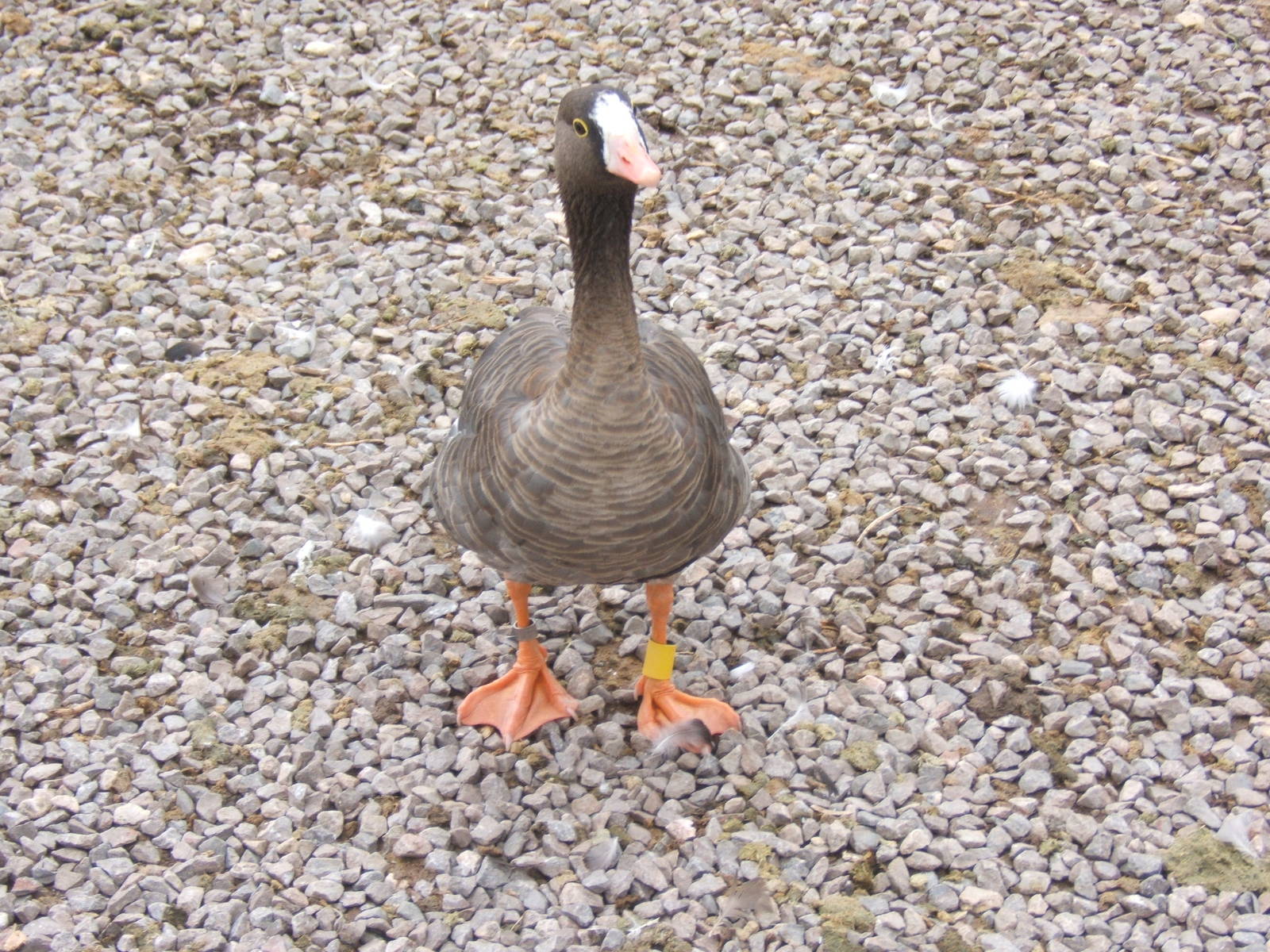 Lesser White-fronted Goose