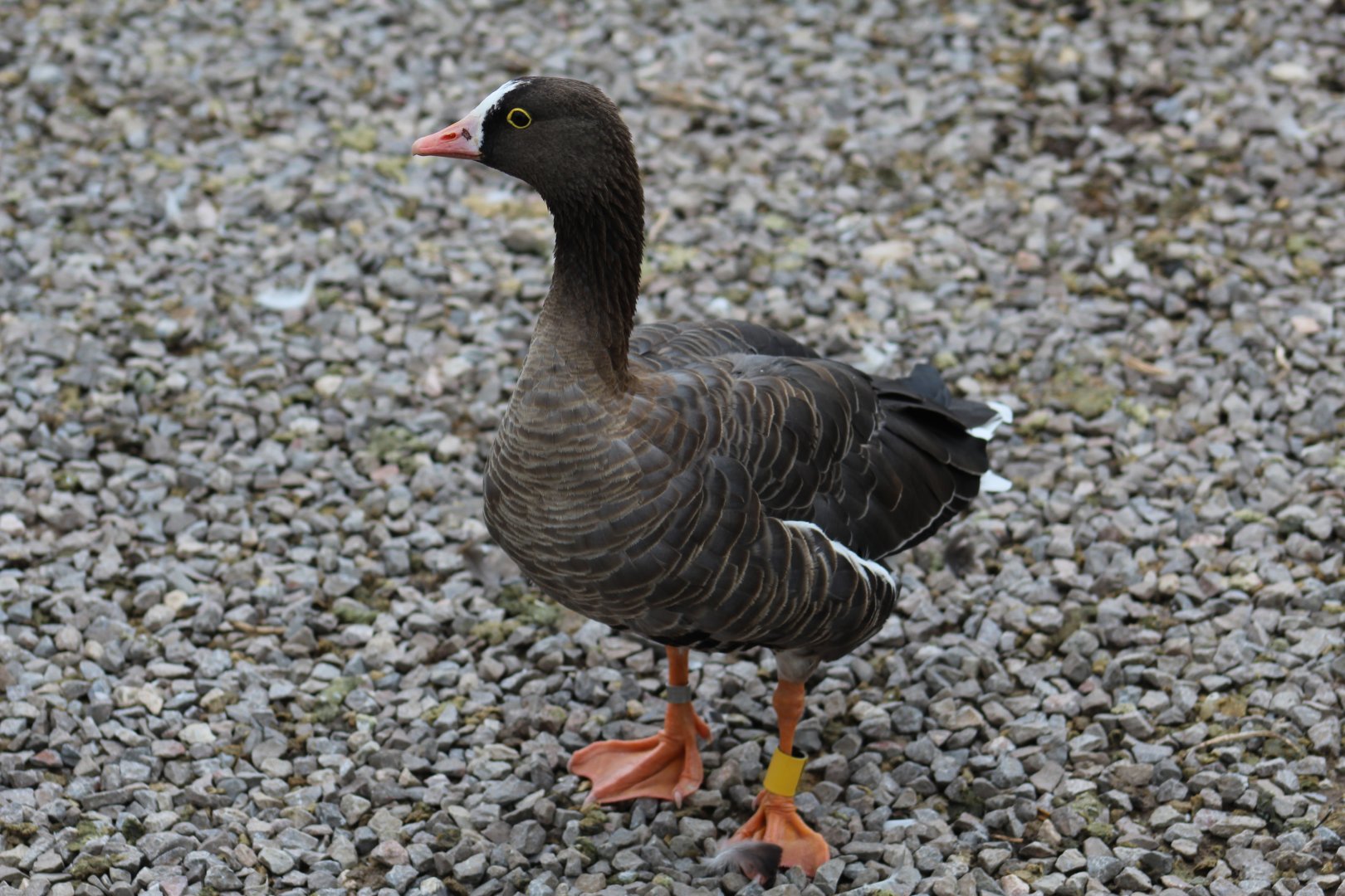 Lesser White-Fronted Goose