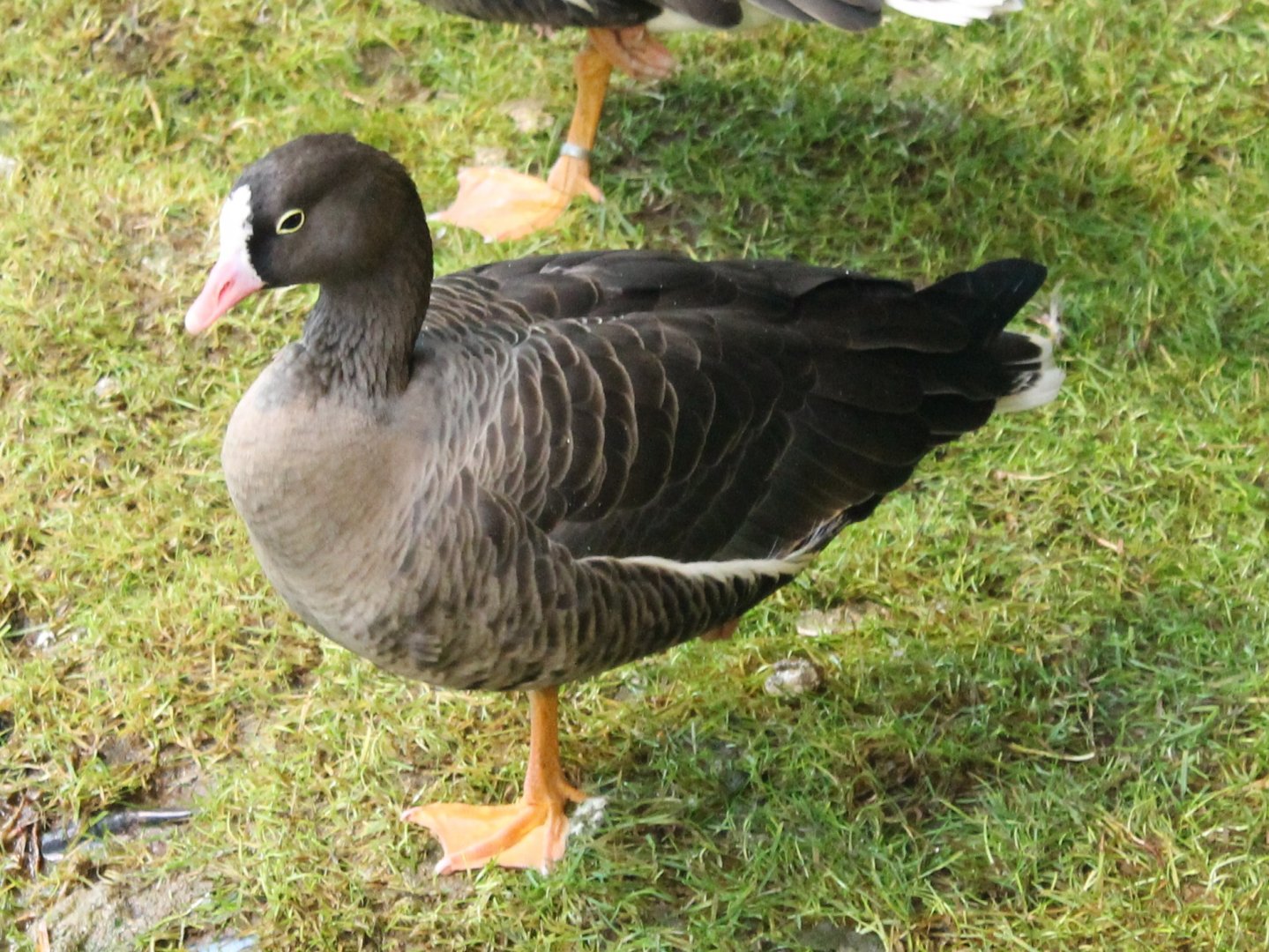 Lesser White-fronted goose