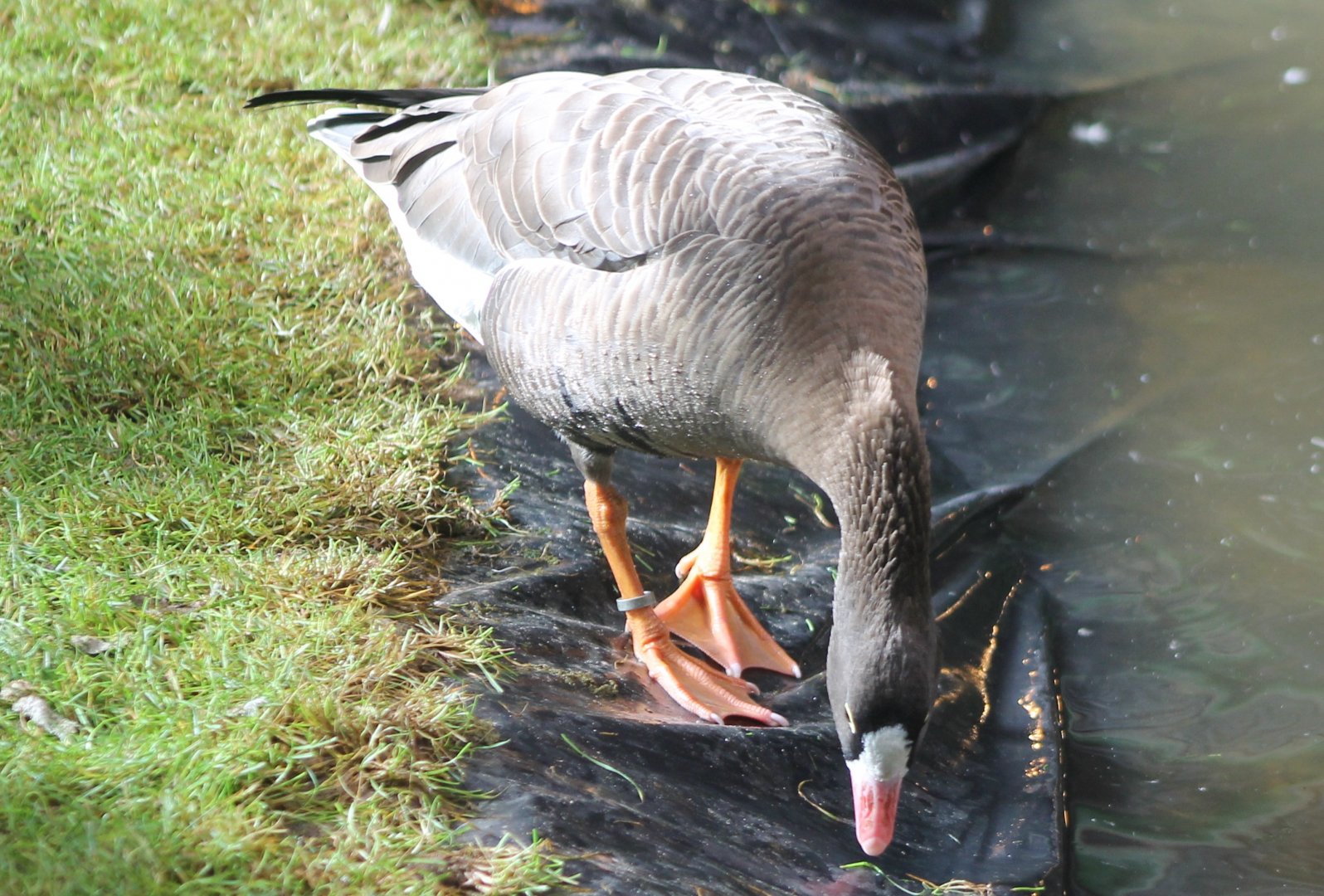 Lesser white-fronted goose