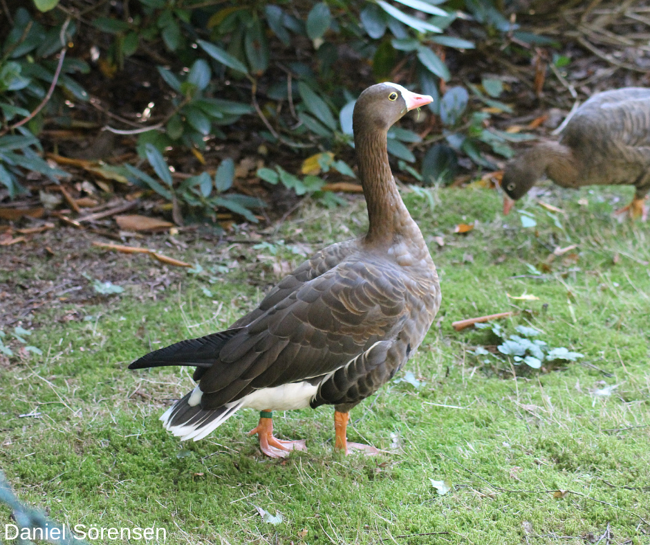 Lesser white-fronted goose