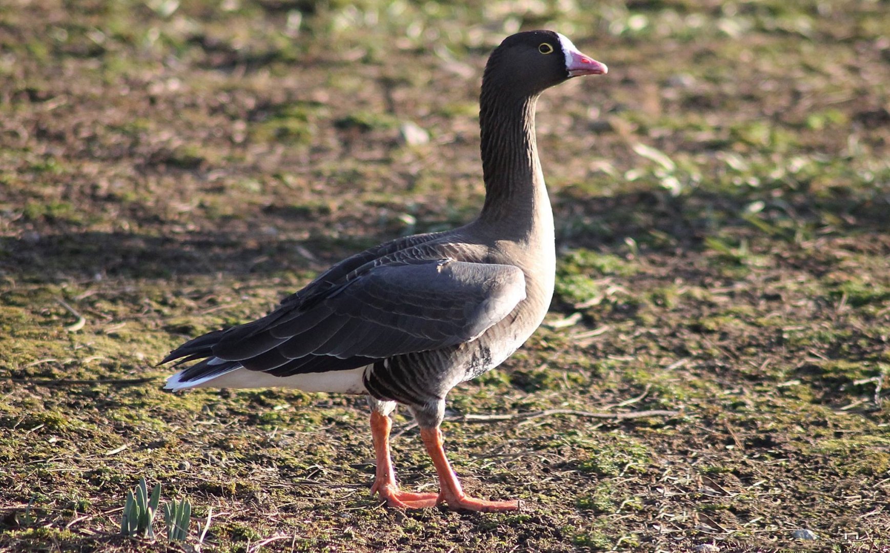 Lesser white-fronted goose
