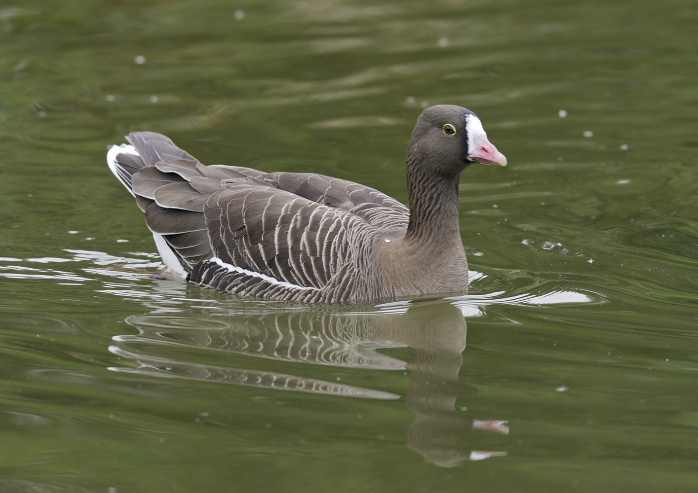 Lesser white-fronted goose