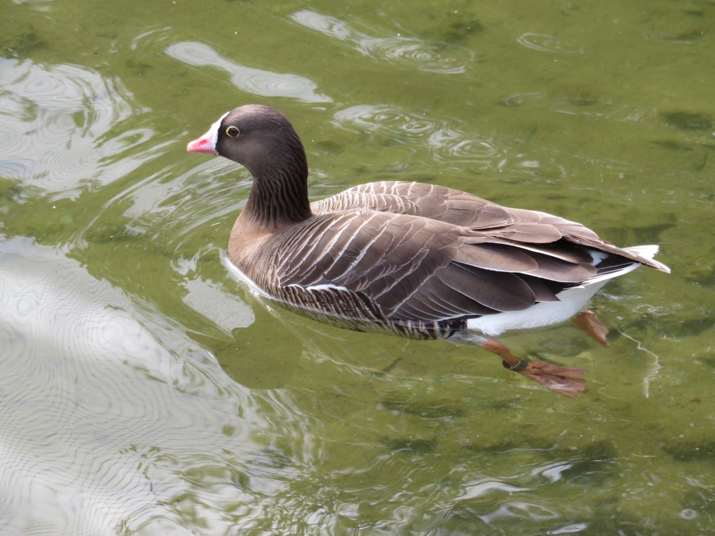 Lesser white fronted goose