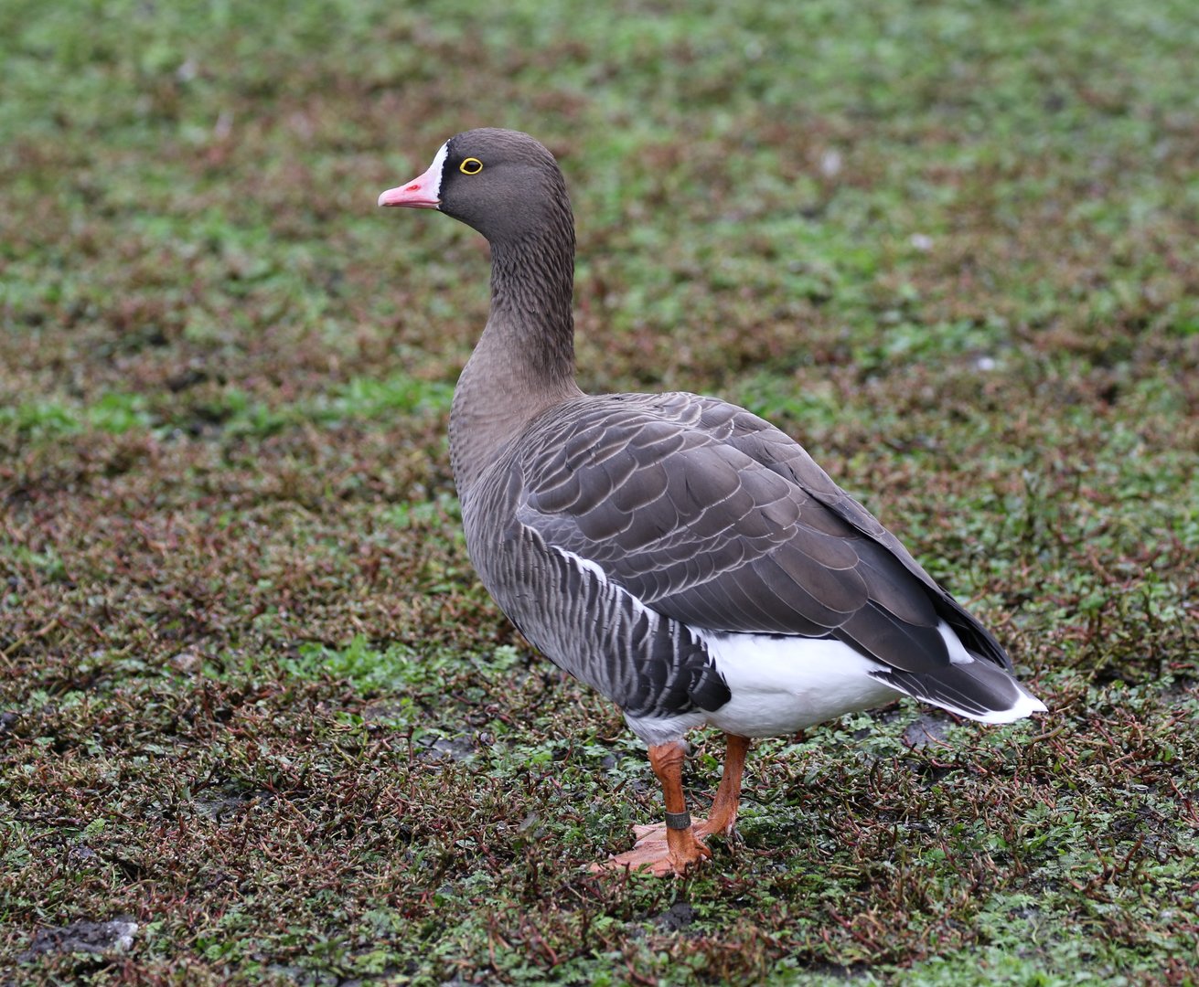 Lesser White-fronted Goose
