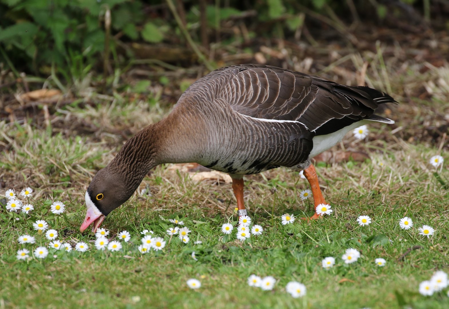 Lesser White-fronted Goose