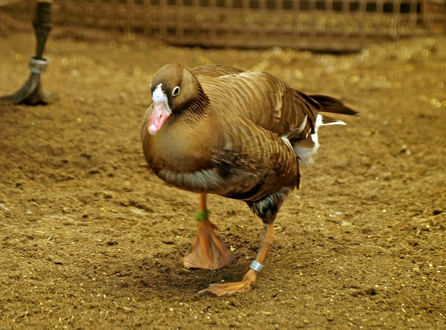 Lesser white-fronted goose
