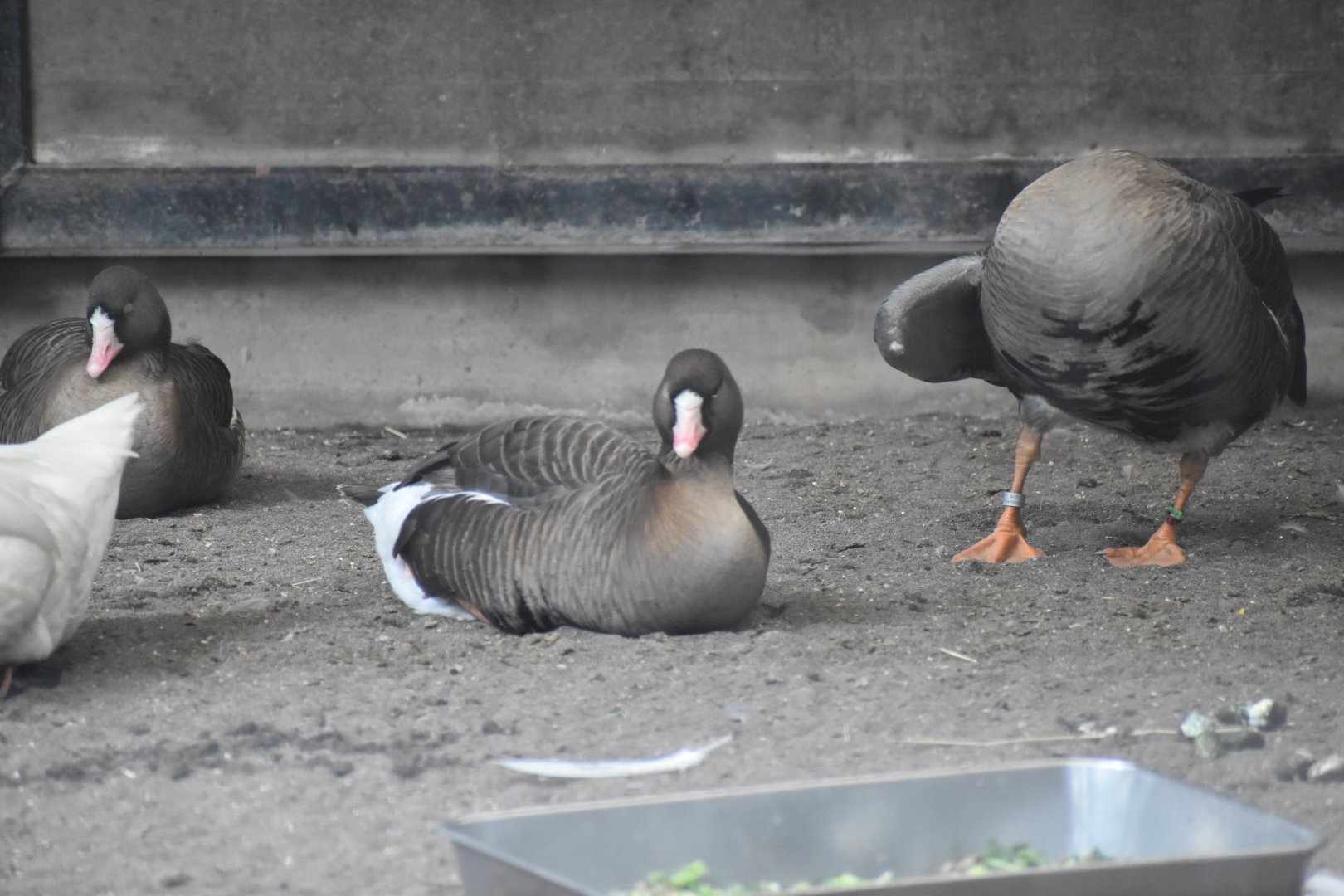 Lesser White Fronted Goose