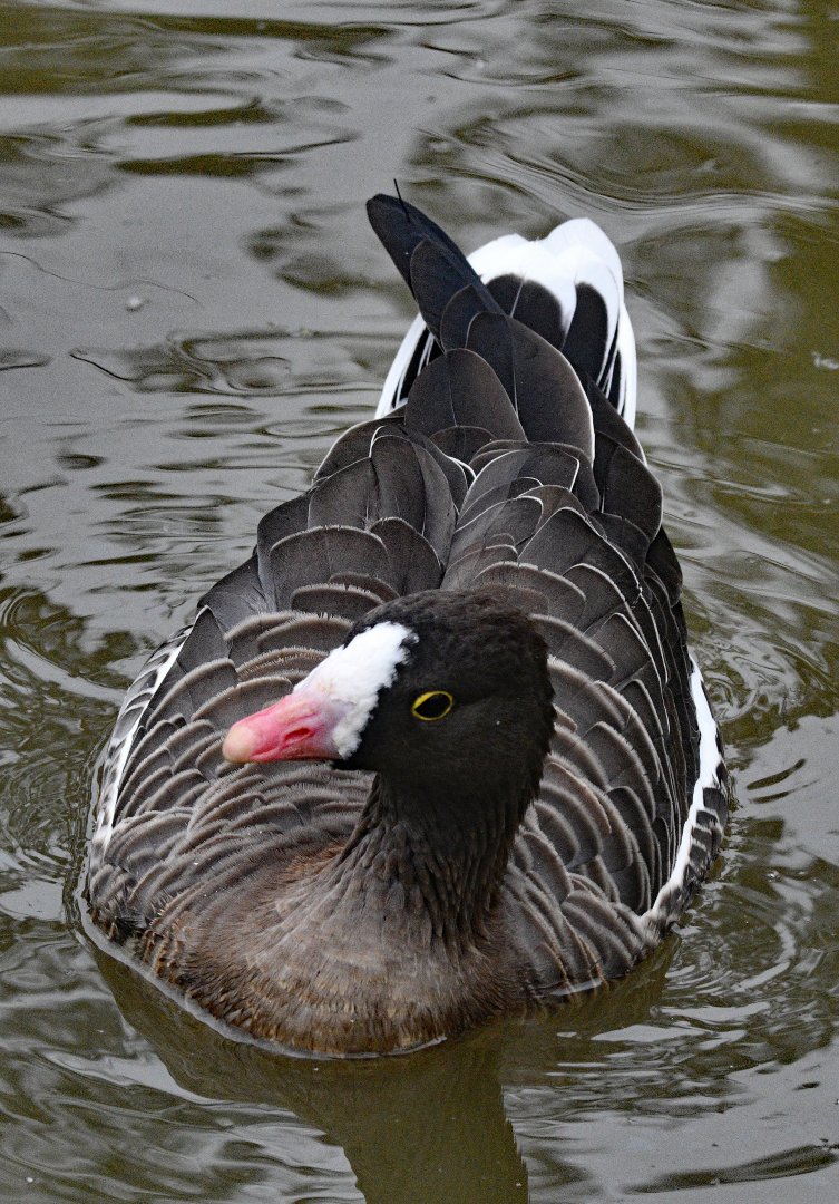 LESSER WHITE FRONTED GOOSE
