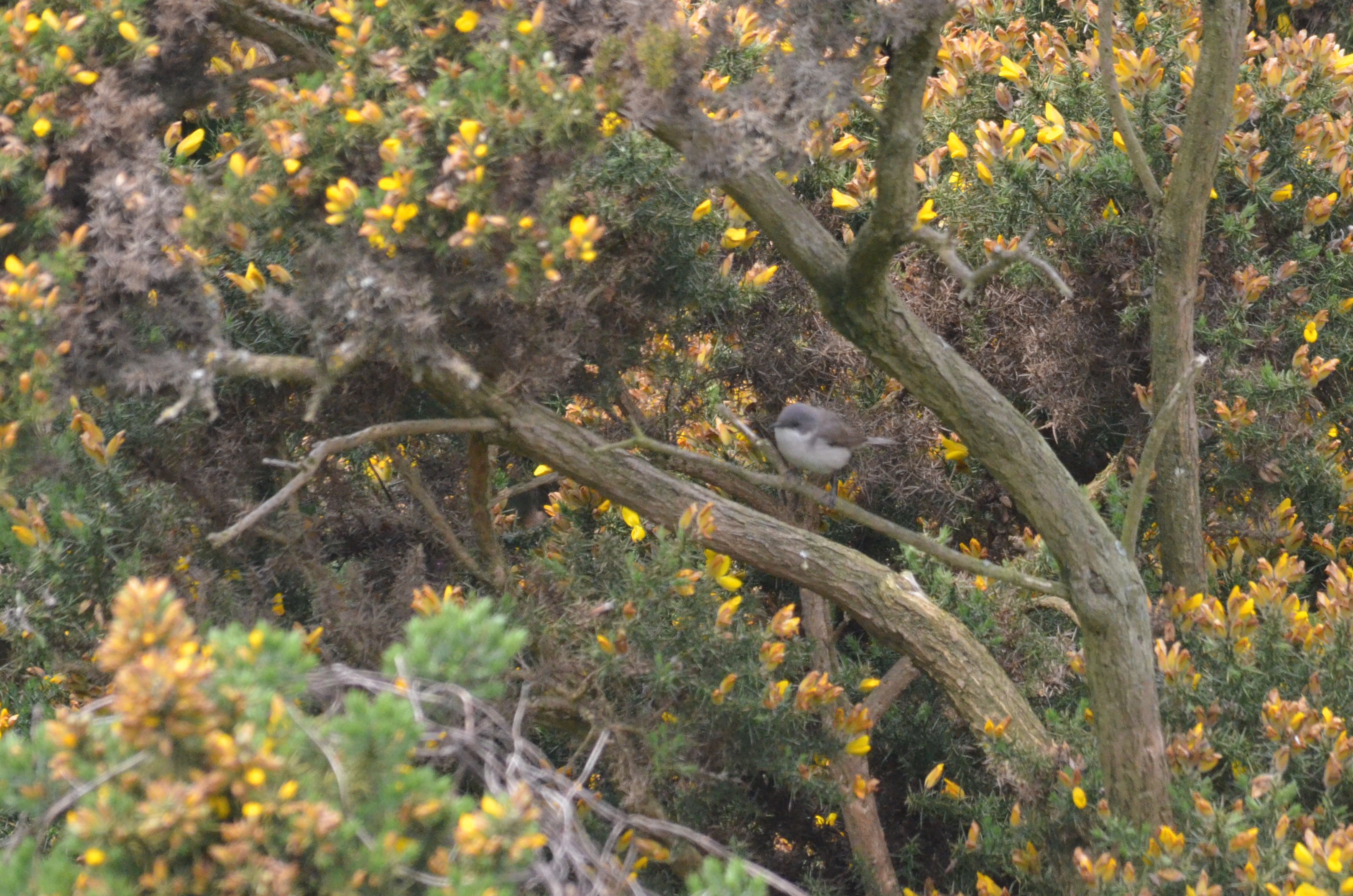 Lesser Whitethroat at Bempton Cliffs, 22/05/17