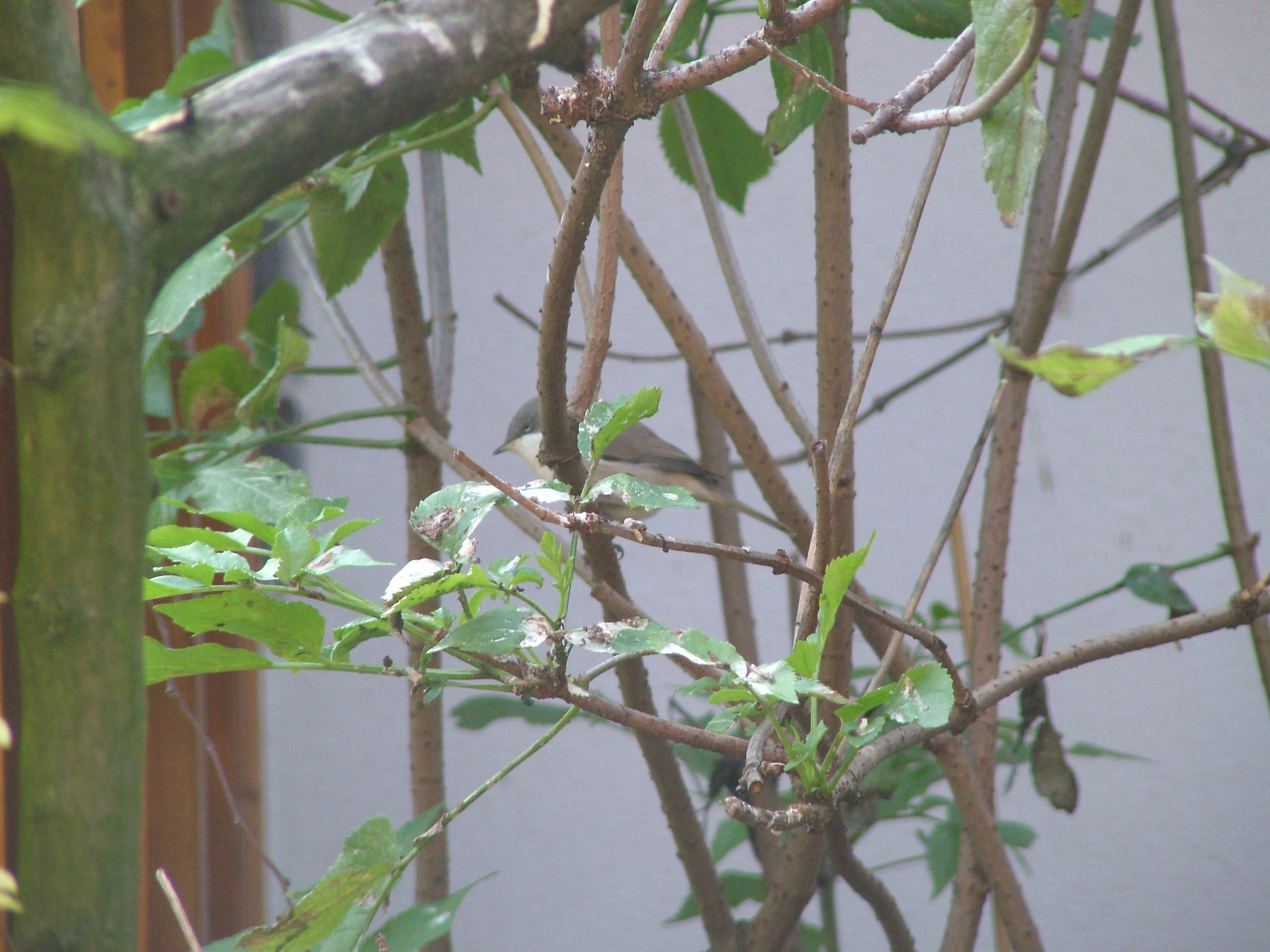 Lesser Whitethroat at Vogelpark Heglachaue, 3rd Sept 2010