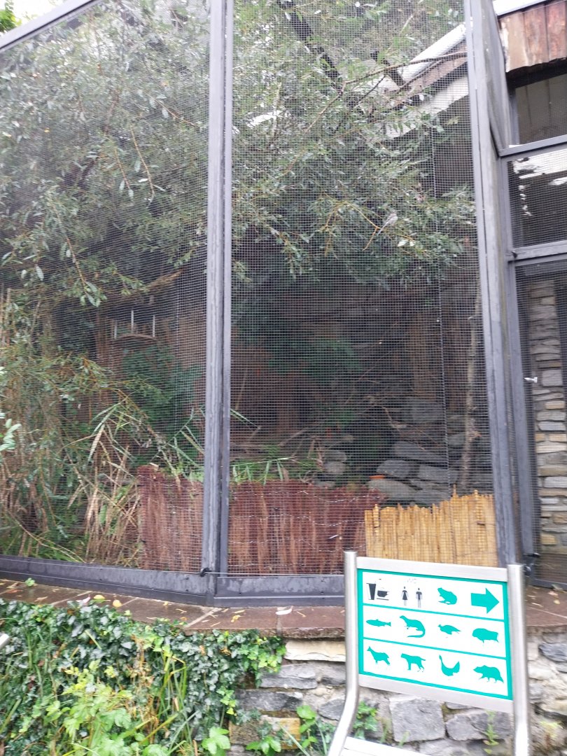 Lesser whitethroat aviary