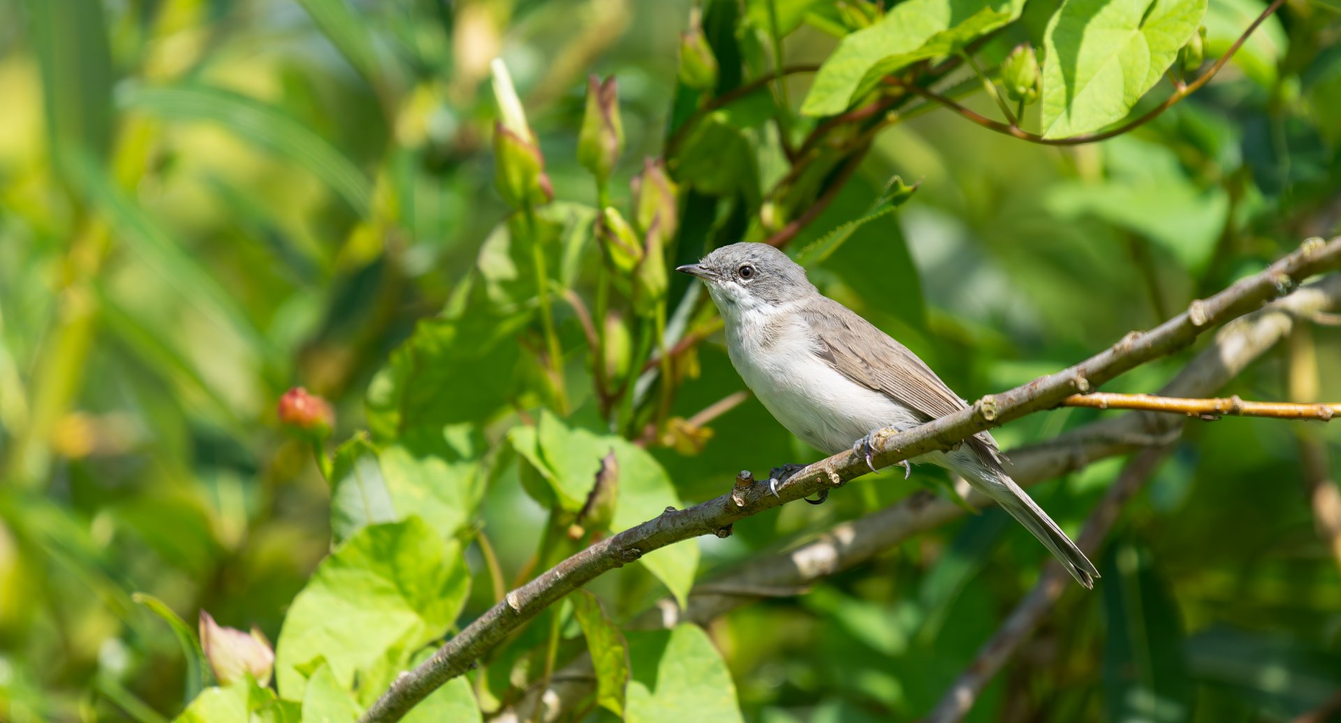 Lesser whitethroat, Curruca curruca, wild, UK