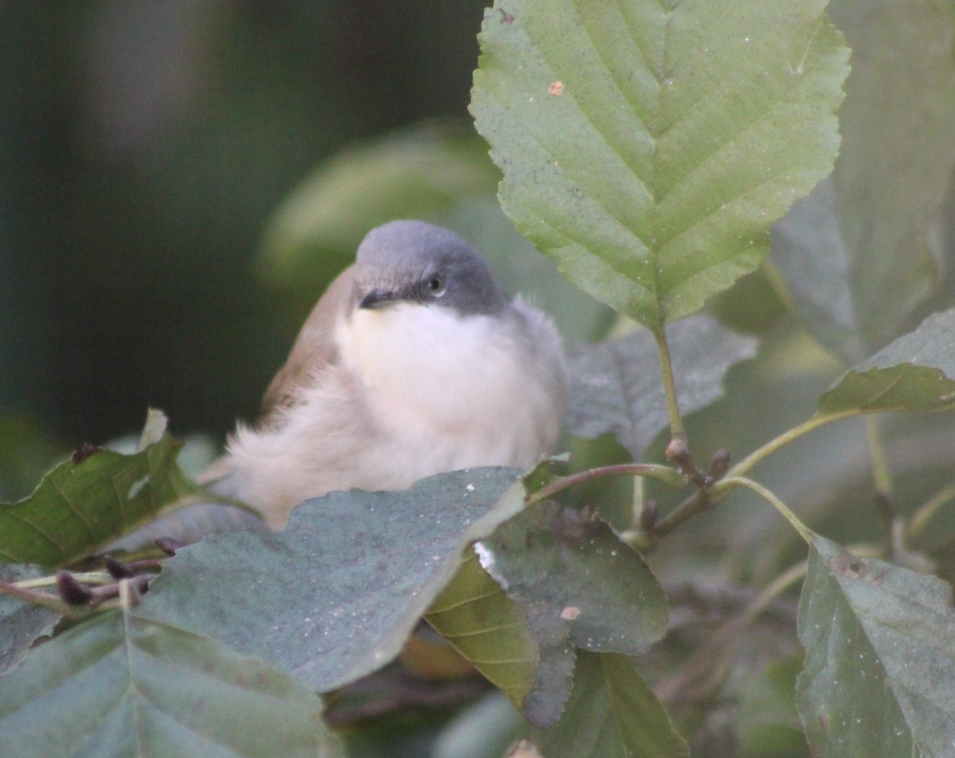 Lesser whitethroat