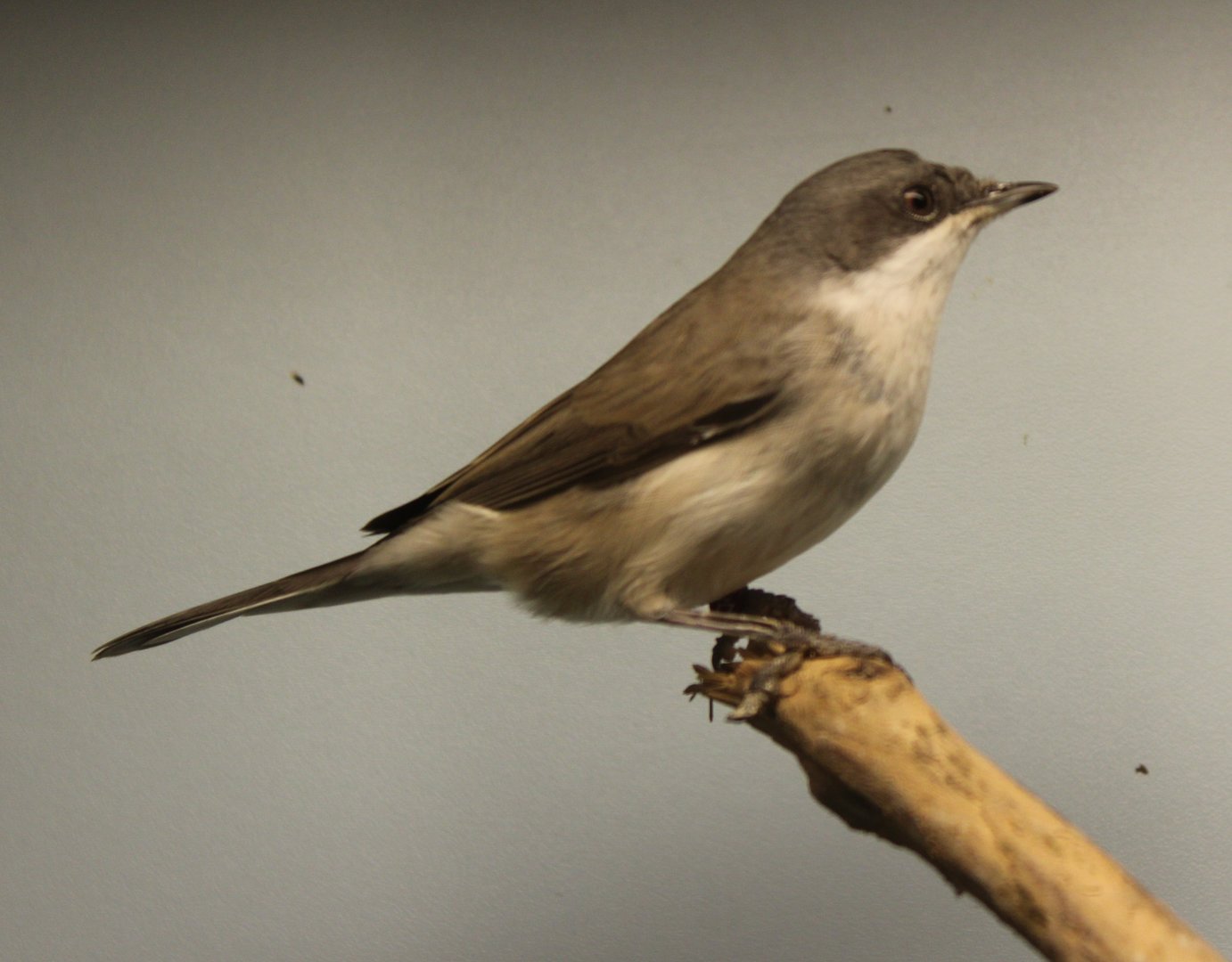Lesser whitethroat