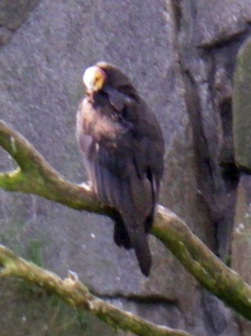 Lesser Yello-headed Vulture (Cathartes burrovianus)