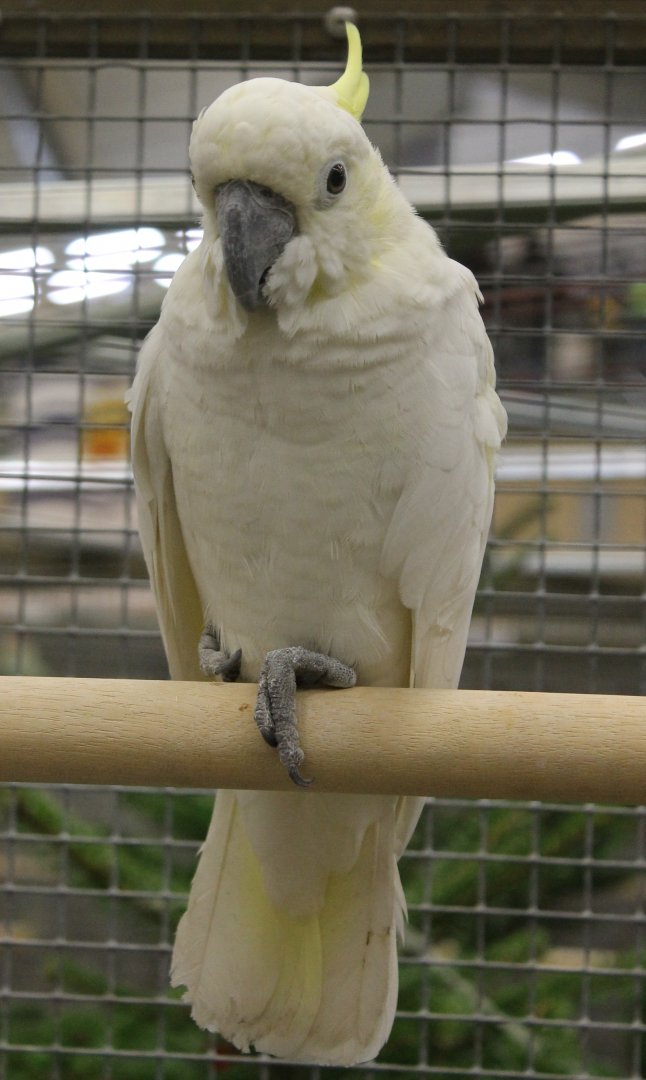 Lesser yellow-crested cockatoo