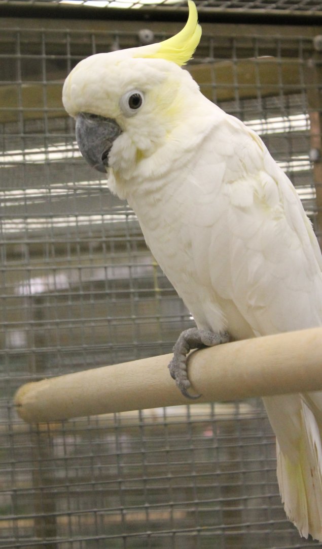 Lesser yellow-crested cockatoo