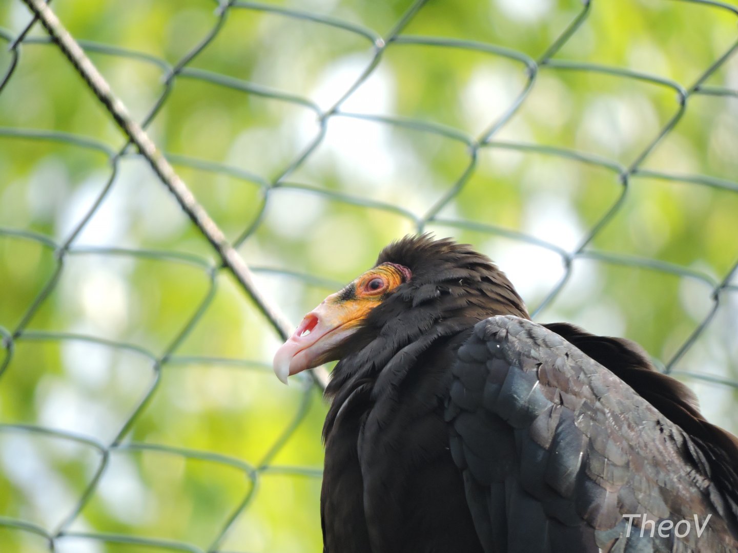 Lesser yellow-headed vulture [2017]