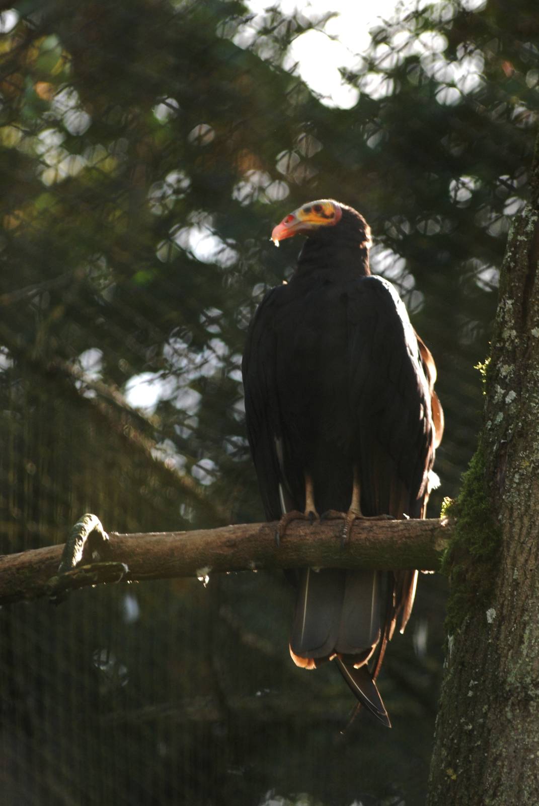 Lesser Yellow-headed Vulture at Pairi Daiza, 31/08/14