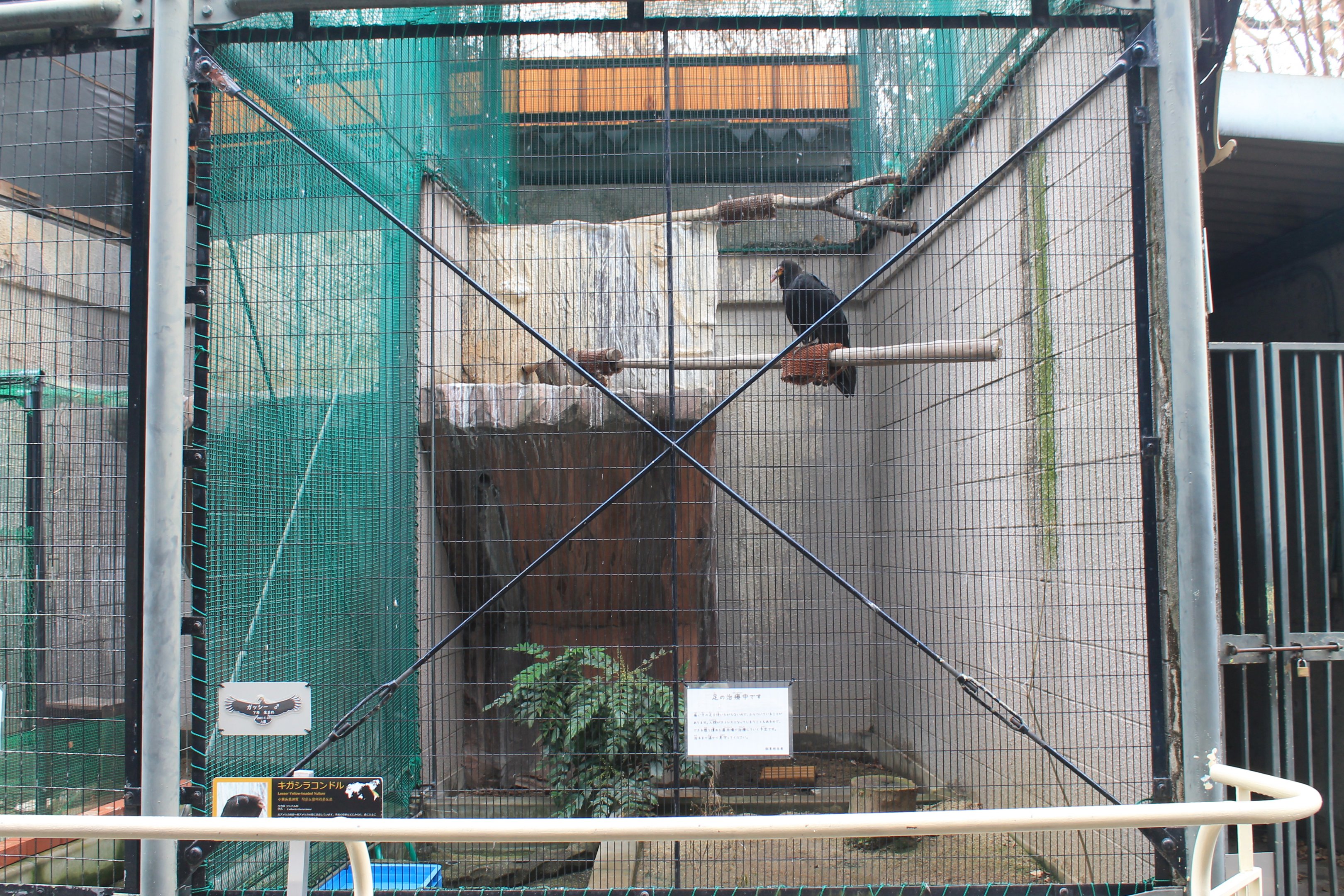 Lesser Yellow-headed Vulture aviary