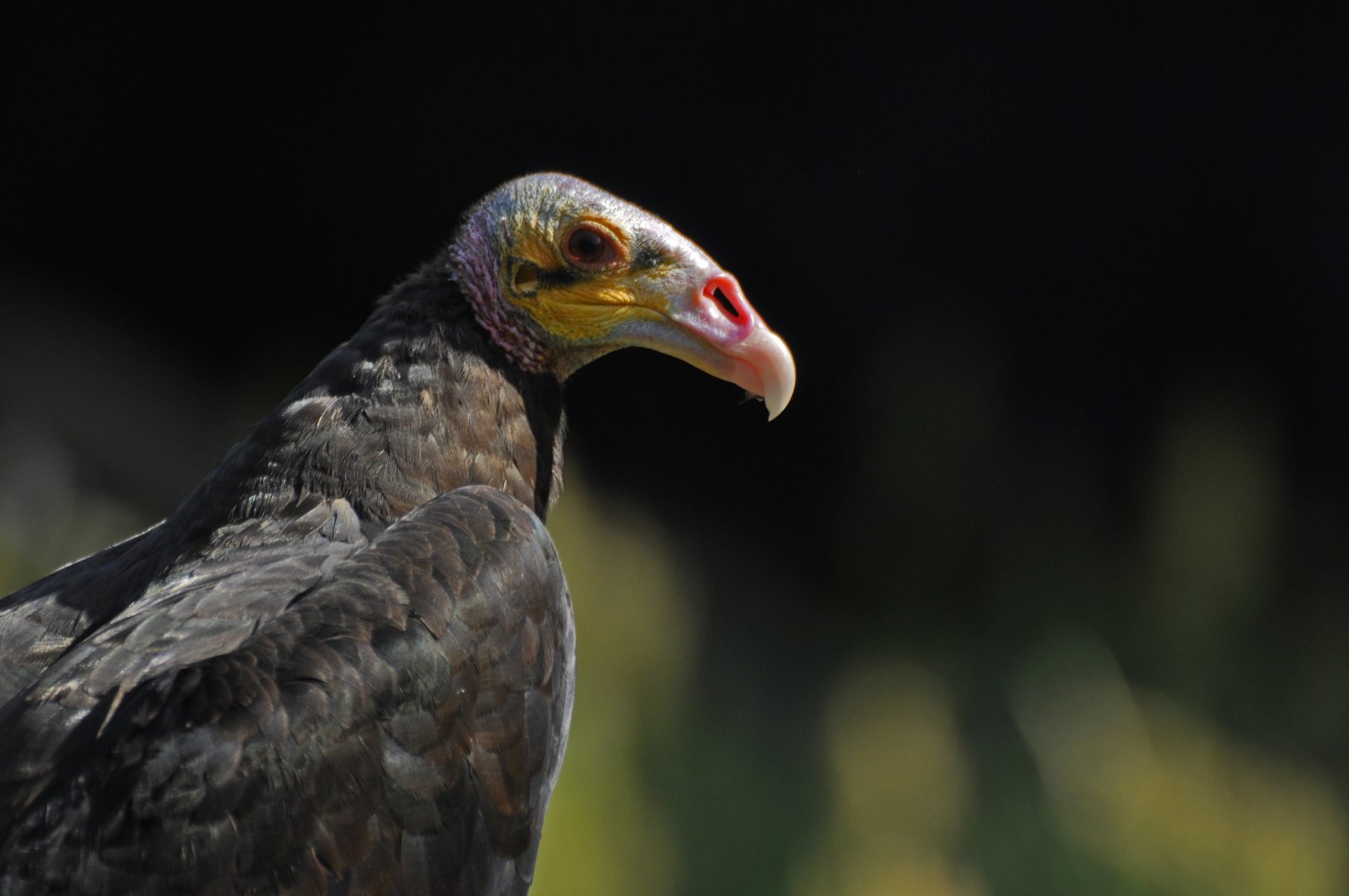 Lesser yellow-headed vulture (Cathartes burrovianus)