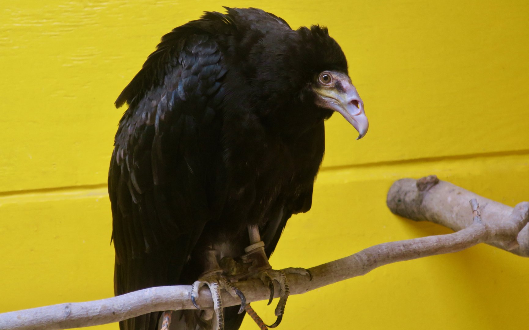 Lesser Yellow-Headed Vulture (Cathartes burrovianus)
