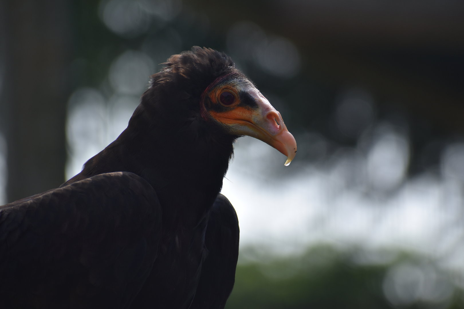 Lesser Yellow-headed Vulture - Cathartes burrovianus