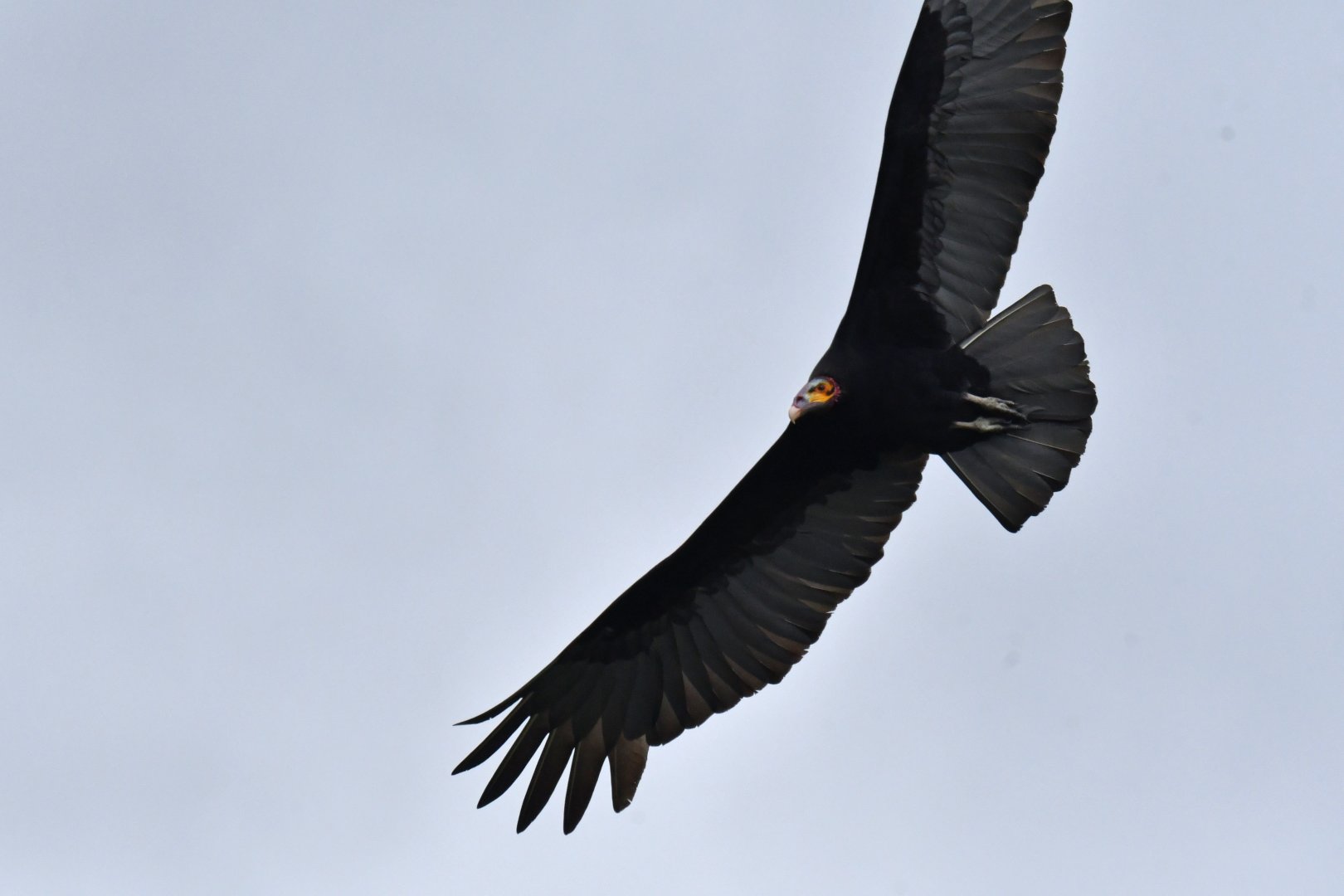 Lesser Yellow-headed Vulture Cathartes burrovianus