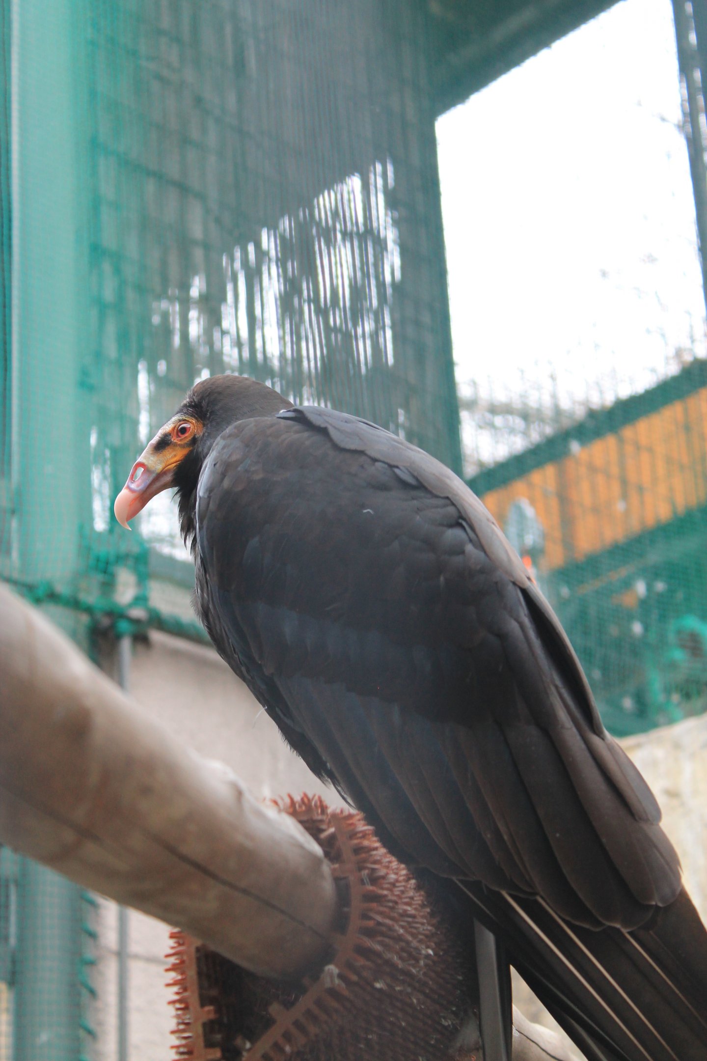 Lesser Yellow-headed Vulture (Cathartes burrovianus)