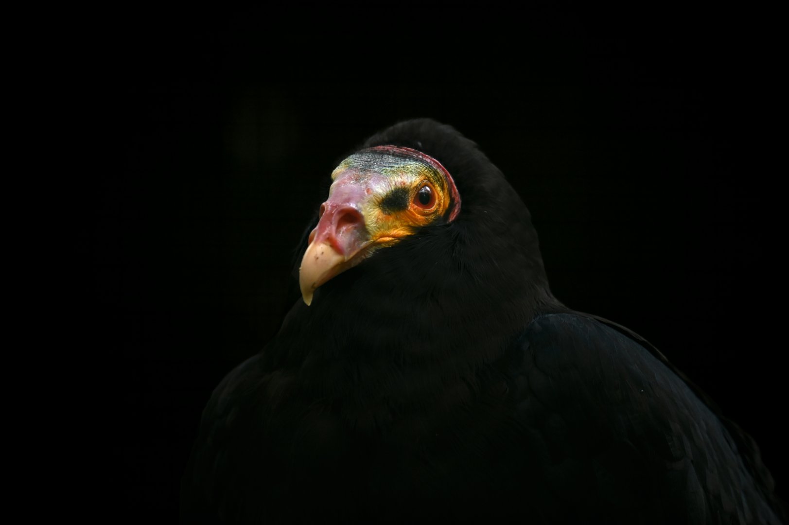 Lesser yellow-headed vulture  Cathartes burrovianus