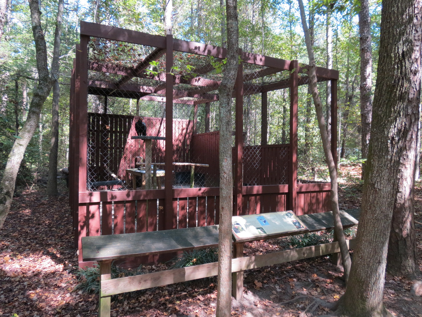 Lesser Yellow Headed Vulture Exhibit