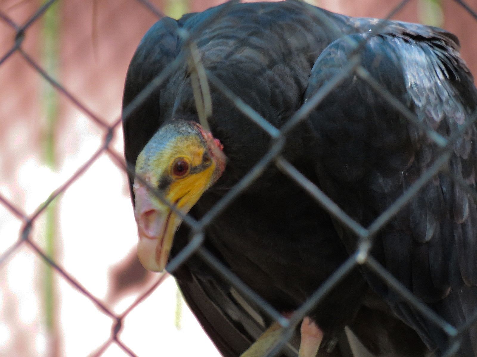 Lesser Yellow Headed Vulture Exhibit