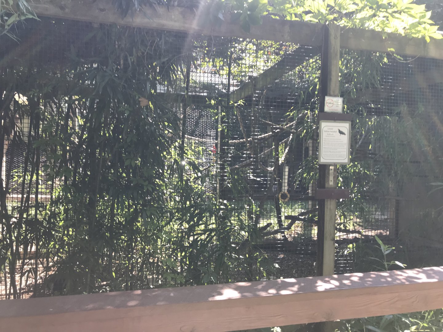 Lesser Yellow-headed Vulture exhibit