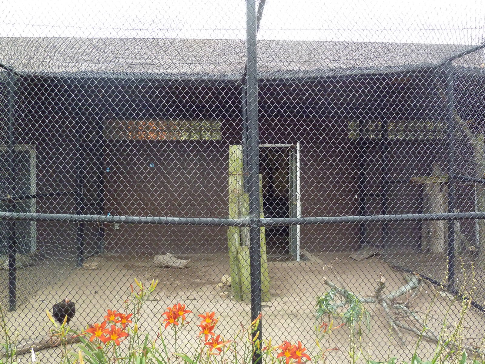Lesser Yellow-Headed Vulture/King Vulture Aviary
