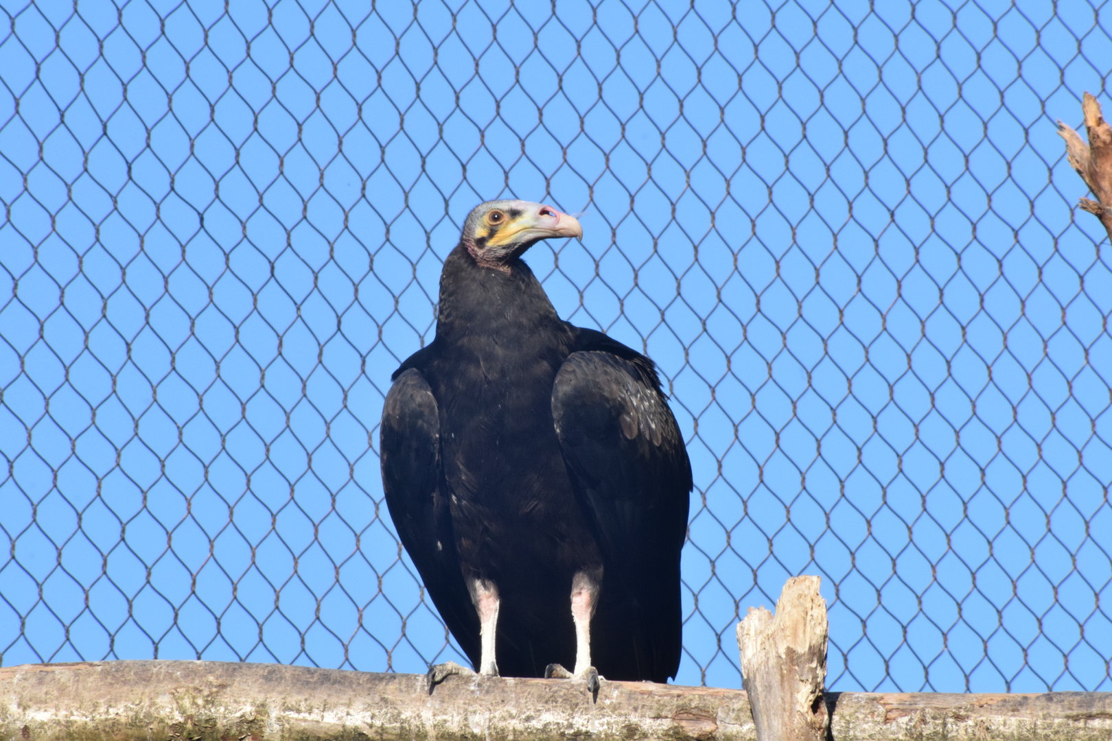 Lesser yellow-headed Vulture - September 2023