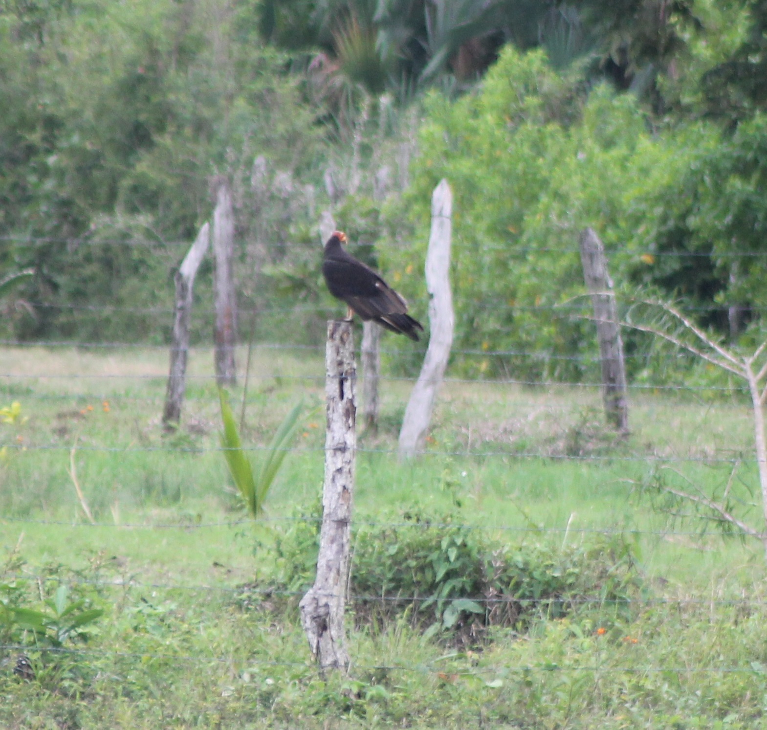 Lesser Yellow-headed vulture