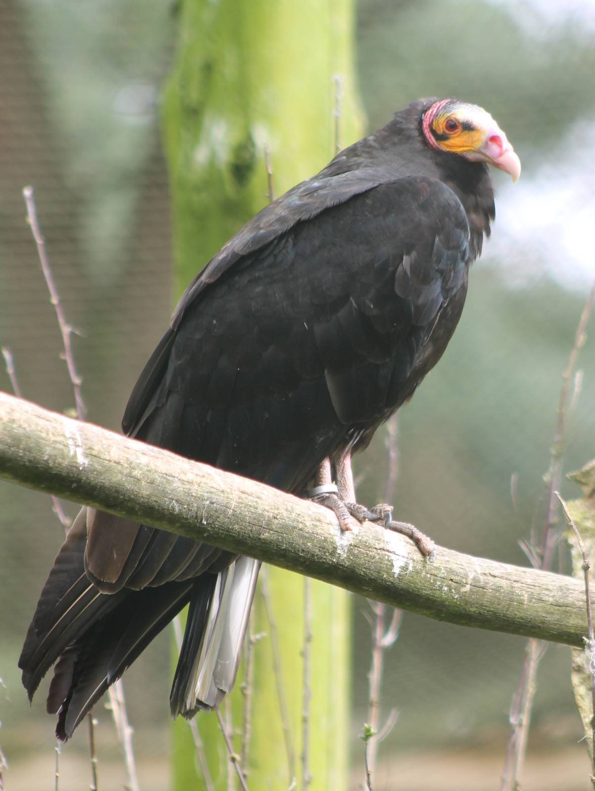 Lesser yellow-headed vulture