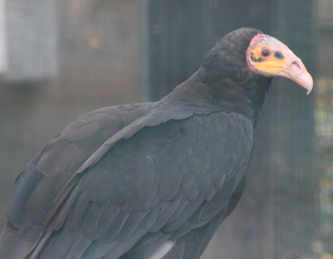 Lesser yellow-headed vulture