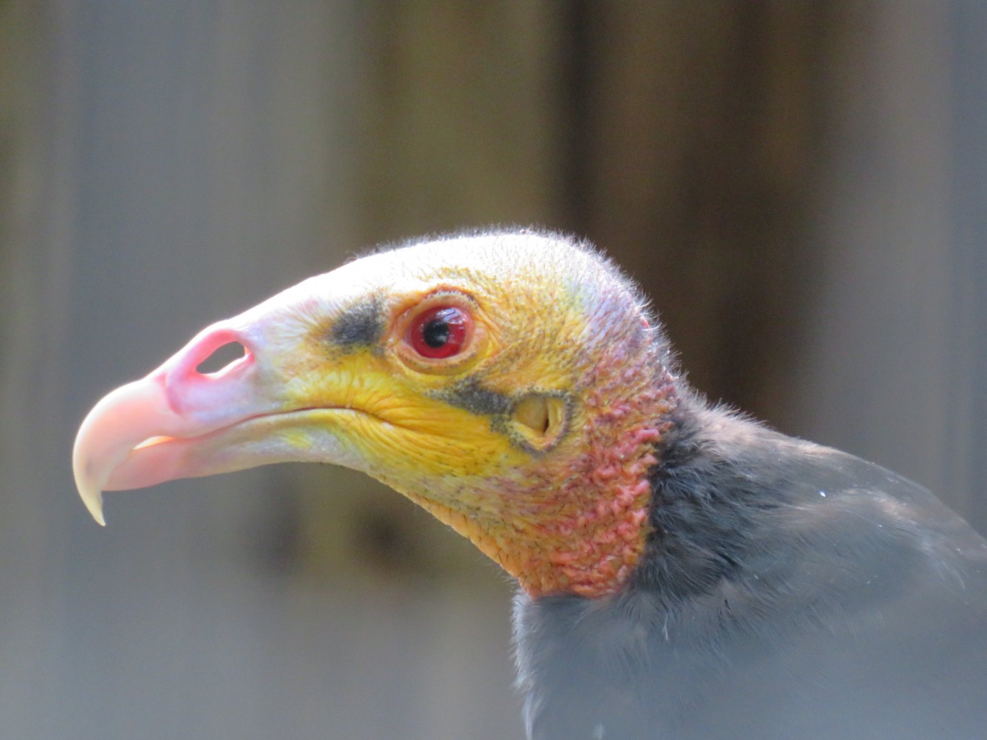 Lesser yellow-headed vulture
