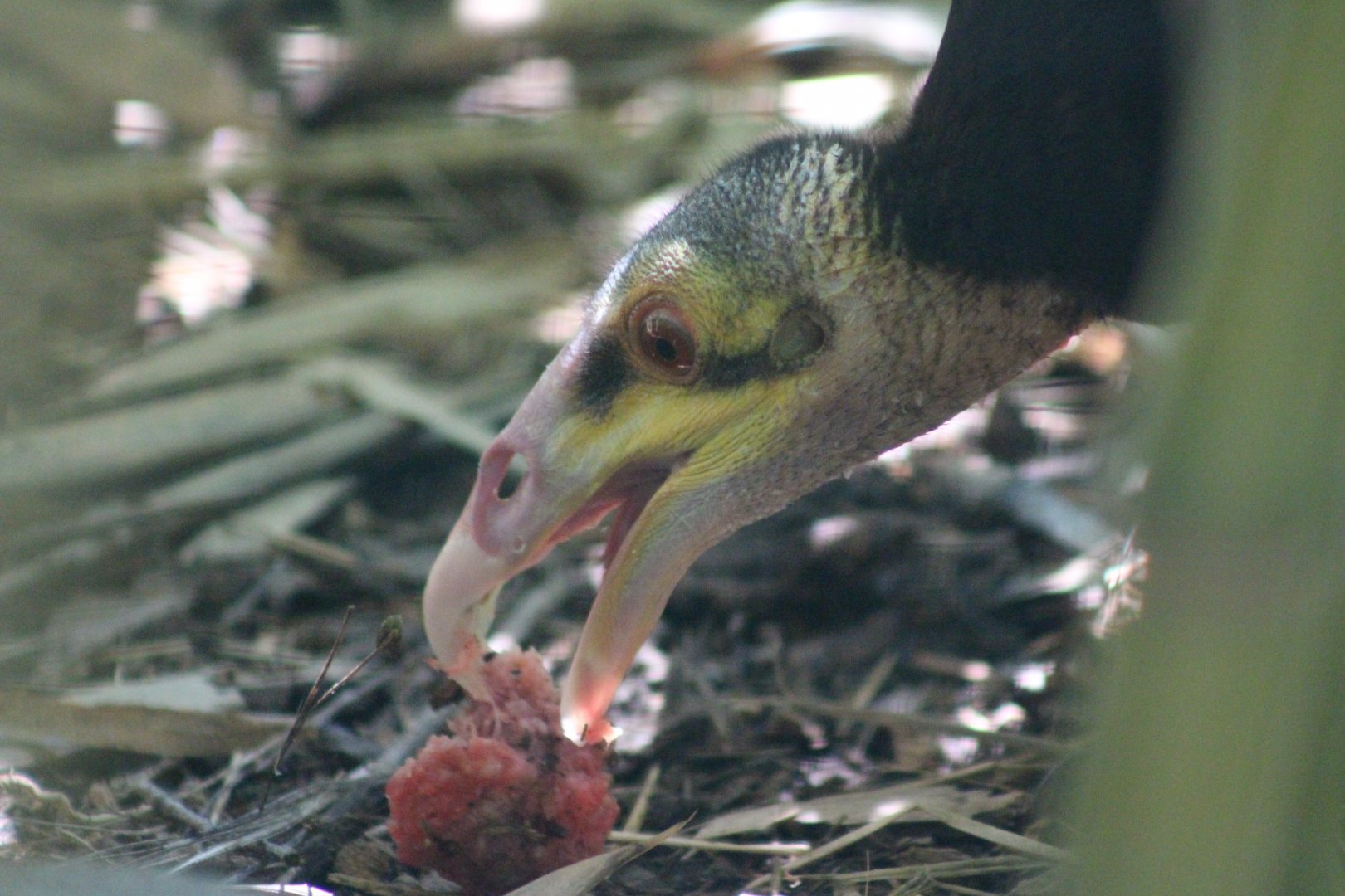 Lesser Yellow-headed Vulture